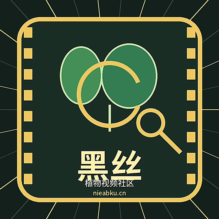 黑丝